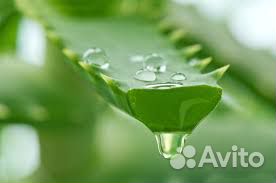 Алоэ вера Алоэ вера