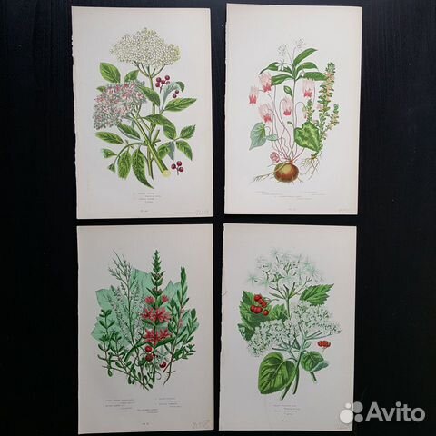 Ботанические иллюстрации XIX века