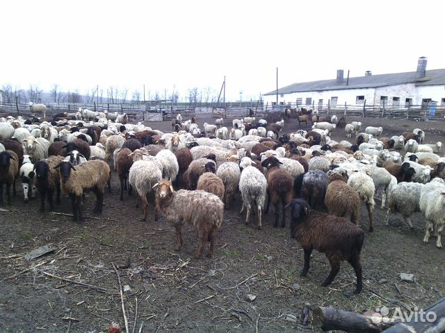 Овцы в живом и убойном весе купить на Зозу.ру - фотография № 1