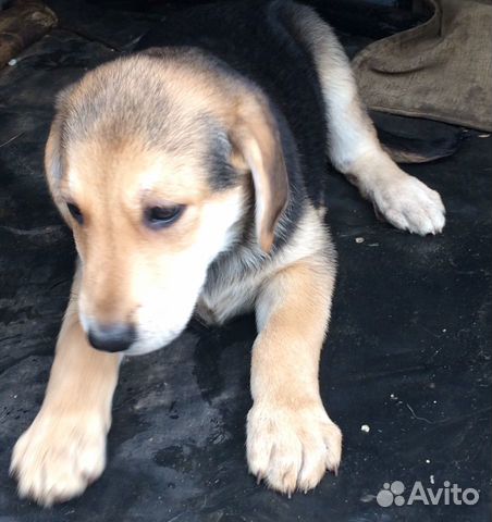 Русская Гончая