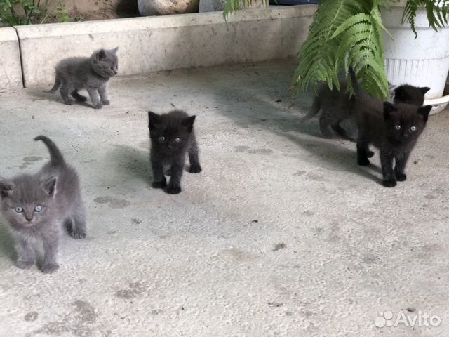 Котята