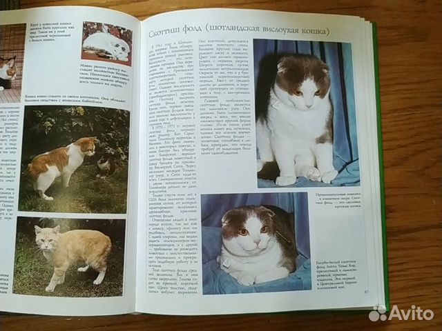 Энциклопедия о кошках Энциклопедия о кошках