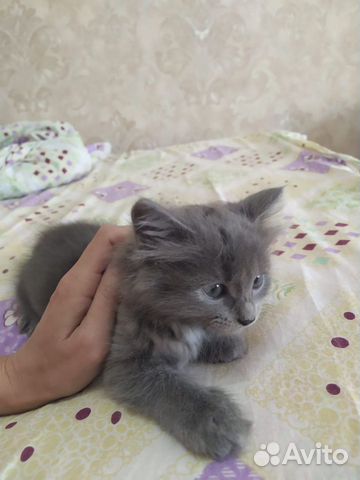 Кошечка Кошечка