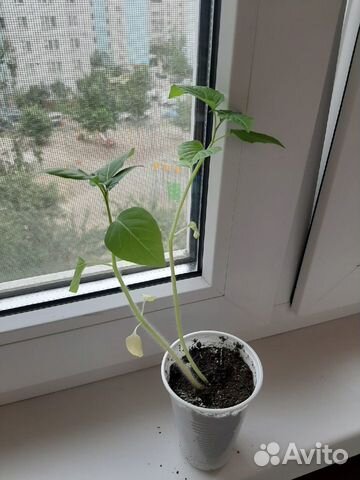 Рассада физалиса 
