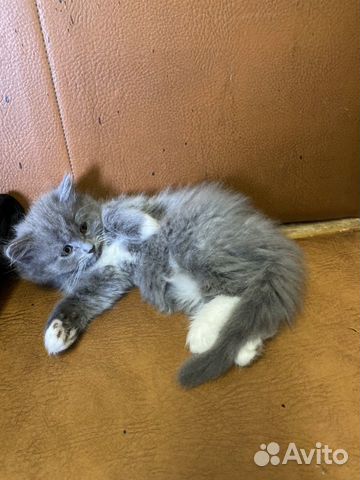 Котята девочки Котята девочки