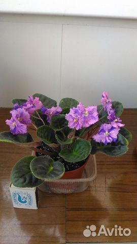 Фиалка Фиалка