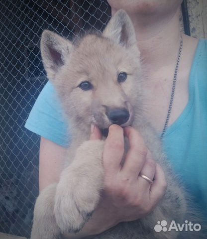 Арктический волчонок) Арктический волчонок)