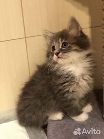 Котенок девочка 2 мес Котенок девочка 2 мес