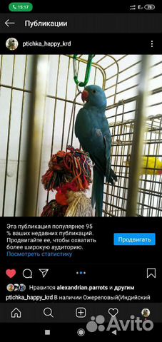 Ожереловый попугай