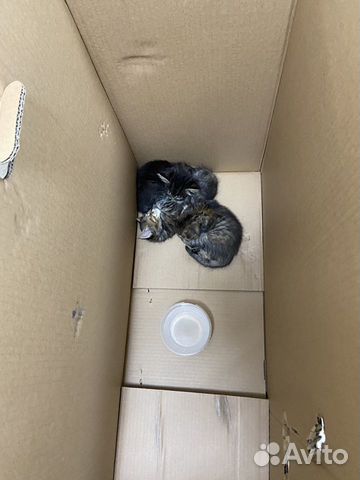 Котята в добрые руки Котята в добрые руки