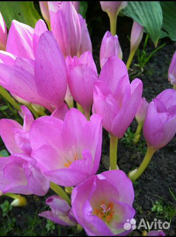 Безвременник. Луковичное растение