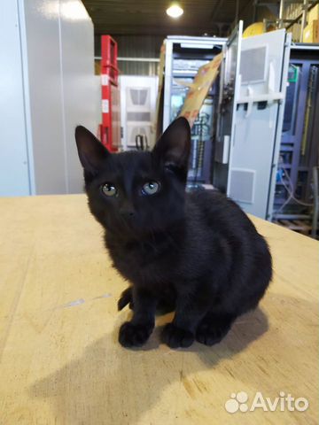 Котенок- мальчик ищет дом Котенок- мальчик ищет дом