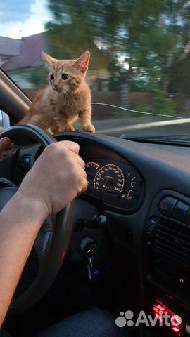 Кошка Кошка