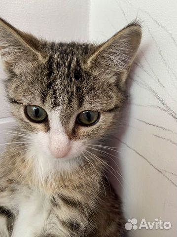 Котёнок