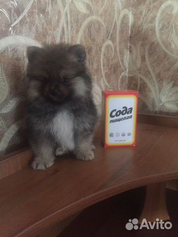 Щенок шпиц мини Щенок шпиц мини