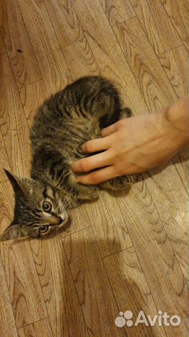 Котёнок Котёнок