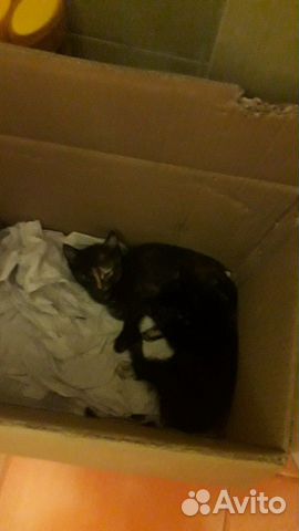 Котёнок Котёнок