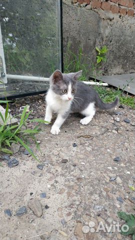 Котята Котята