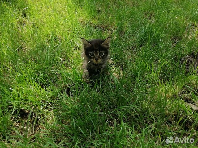 Отдам котёнка (девочку) в хорошие руки Отдам котёнка (девочку) в хорошие руки