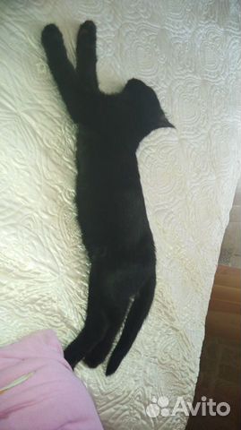 Котенок в добрые руки