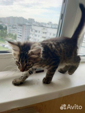 Котенка в добрые руки
