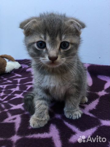 Котенок