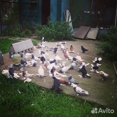 Продаются голуби купить на Зозу.ру - фотография № 1