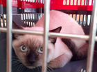 Чистокровный сиамский кот,7 месяцев