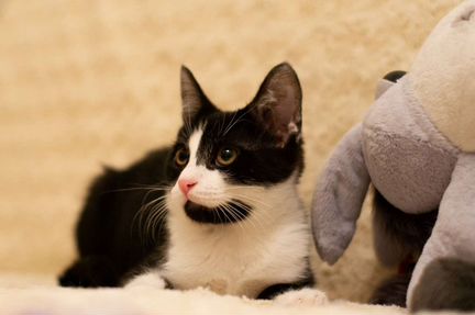Котик Джокер