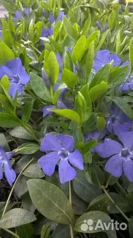 Почвопокровные растения