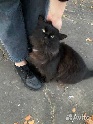 Отдам котика