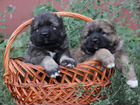 Классные щенки кавказской овчарки объявление продам