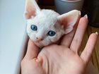 Продаются волшебные котята породы Девон рекс объявление продам