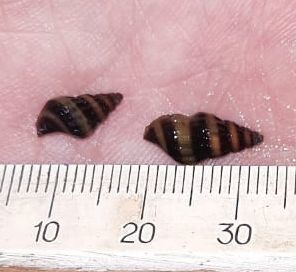 Улитка хищная Хелена