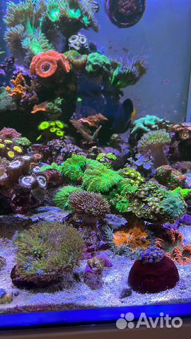 Морской аквариум