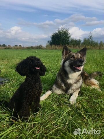 Занятия с кинологом