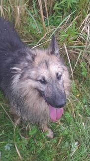 Вся жизнь за решеткой.собака в дар в добрые руки