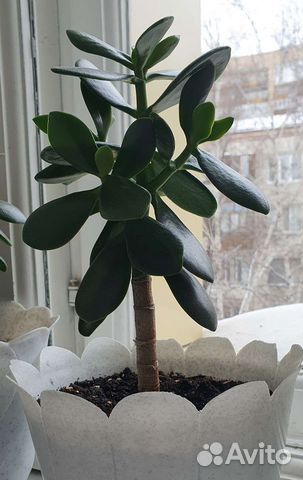 Толстянка - денежное дерево