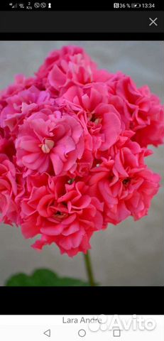 Герань пеларгония