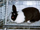 Кролики мясной породы объявление продам