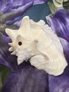 Ракушка морская большая