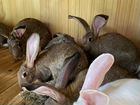 Кролики фландр и французский баран объявление продам