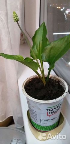 Дримиопсис цветёт, рэо цветёт, молочай,фиалки