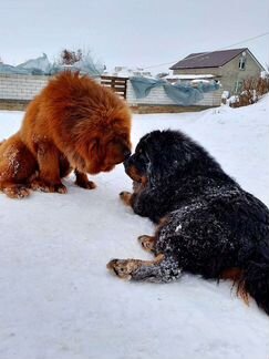 Тибетский мастиф вязка