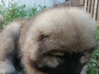 Продаётся щенок кавказской овчарки 2 месяца