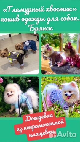 Пошив одежды для собак. Одежда для собак