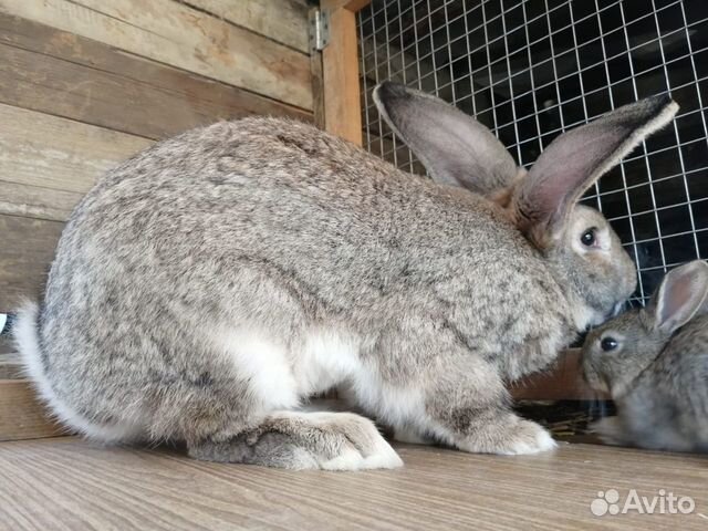 Кролики серые великаны и серебро