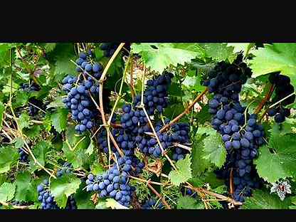 Виноград на вино,сорта Молдова,каберне,ркацитель