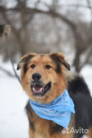 Собака из приюта домой, собака, приют