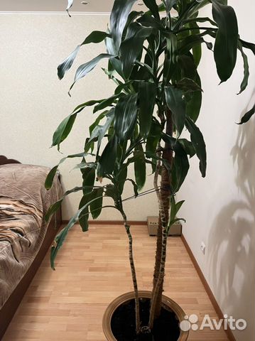 Драцена душистая